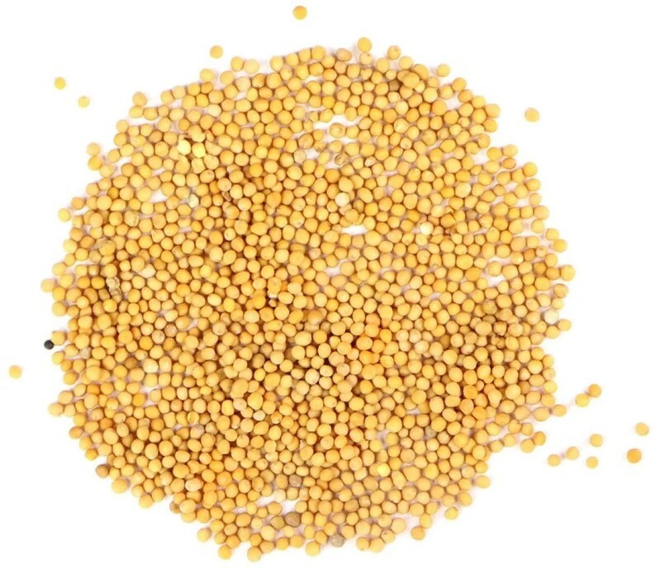 Yellow mustard seeds | Sarso pili beej (loose)