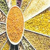 CEREALS & PULSES