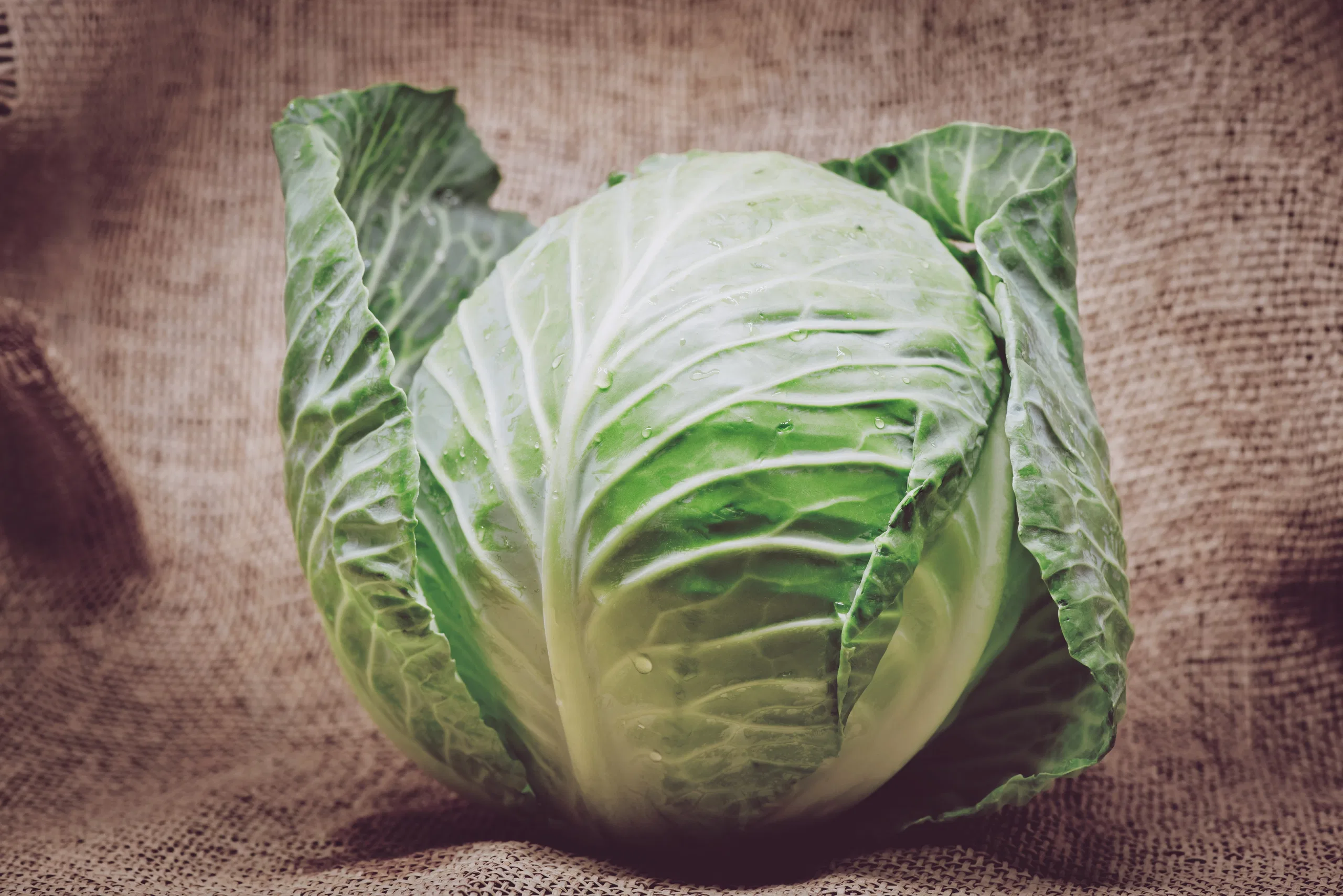 Cabbage (Patta Gobhi)