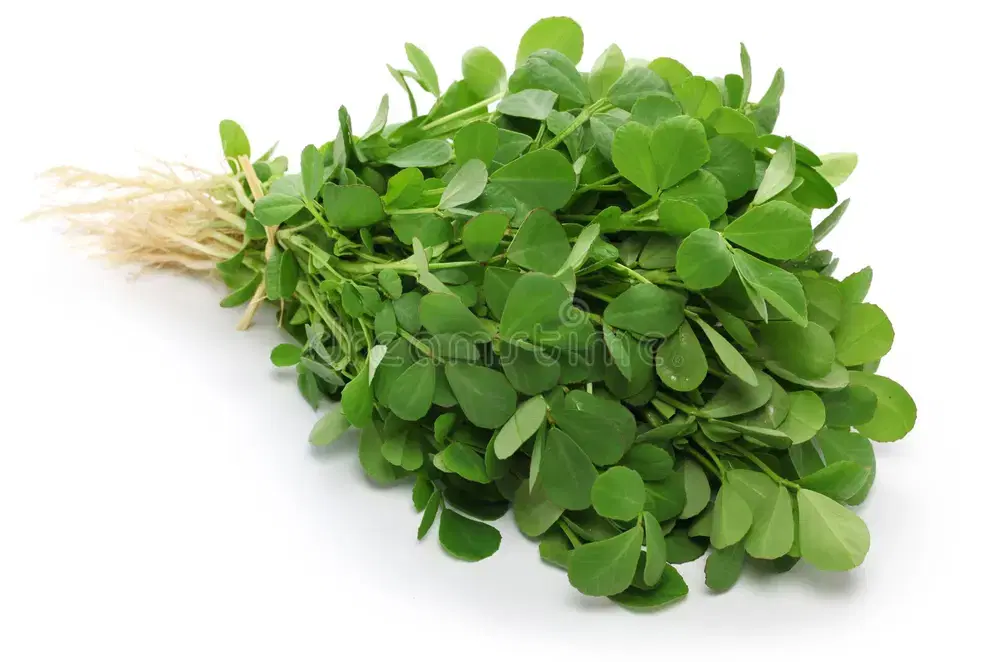 Fenugreek (Methi)