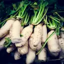 Radish (Mooli) – image 1
