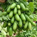 Ivy gourd (Tondli) – image 1