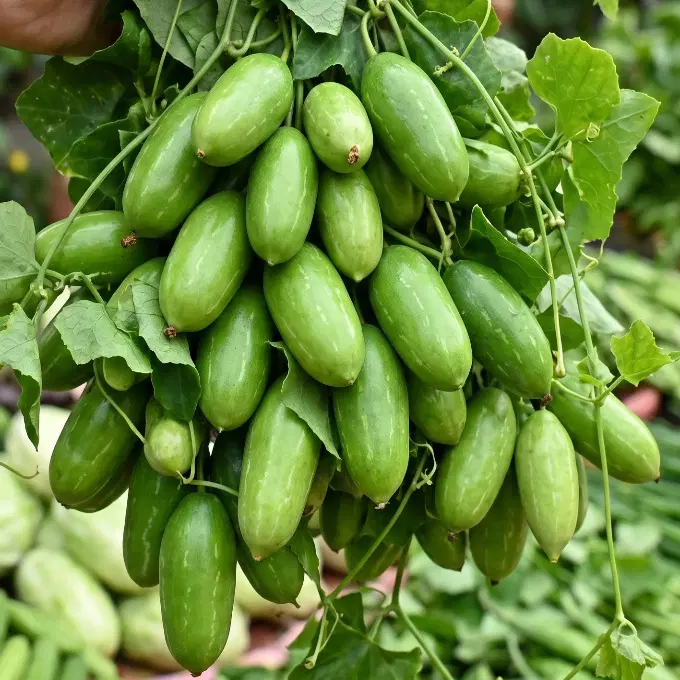 Ivy gourd (Tondli)