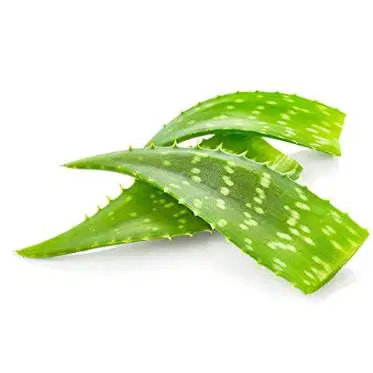 Aloevera Organically Grown