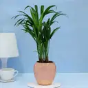 Adorable Areca Palm Plant – image 1