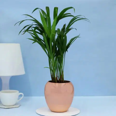 Adorable Areca Palm Plant