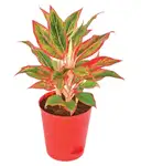 Aglaonema Red Plant – image 1