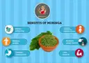 Ammamma's Moringa Chapati – image 5