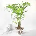 Areca Palm in Jute Wrapping with Planter – image 1