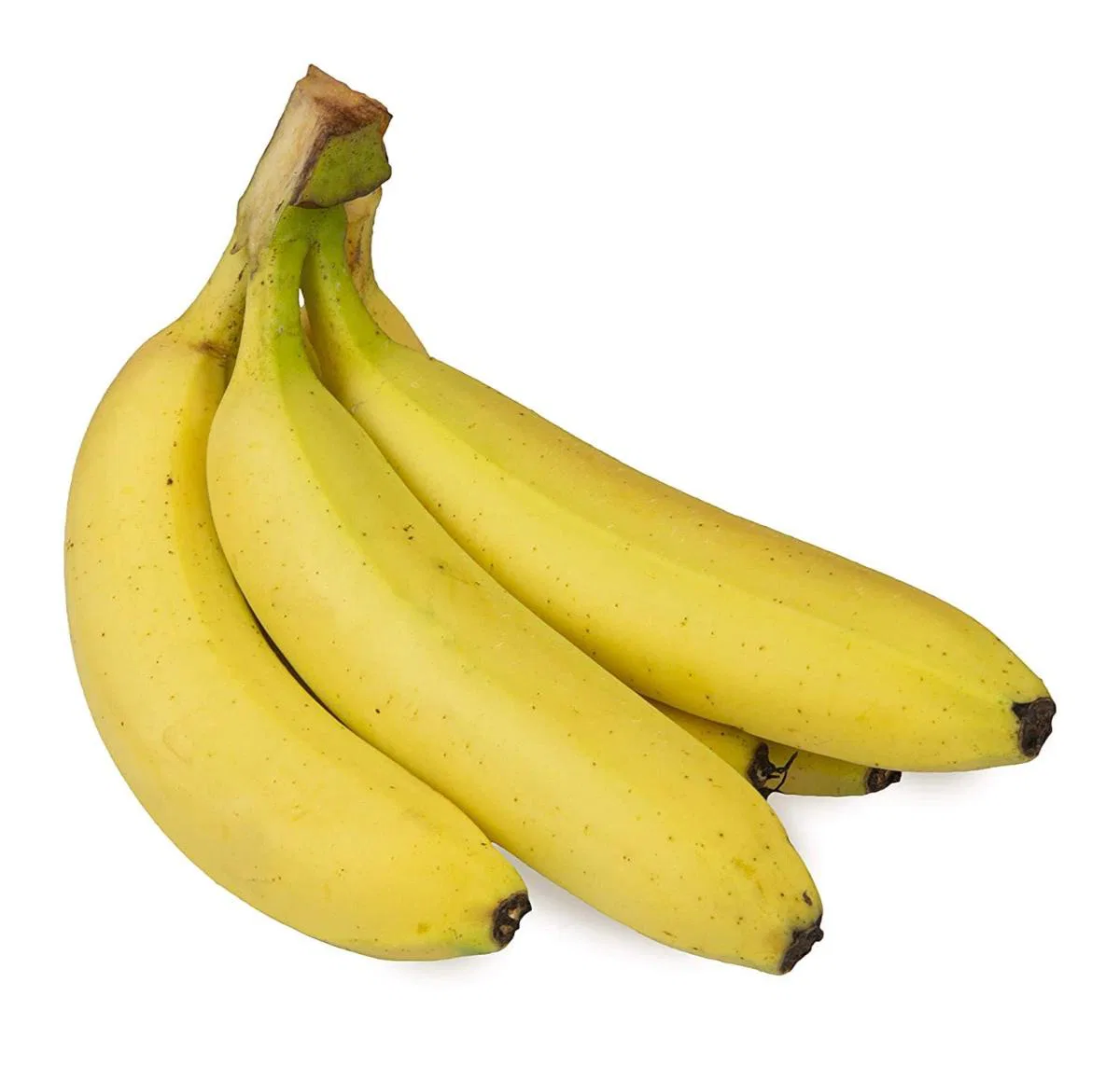 Baby Banana Robusta