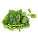 Basale Leaf – image 1