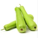 Bottle Gourd – image 1