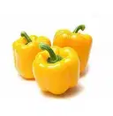 Capsicum Yellow – image 1