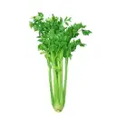 Celery – image 1