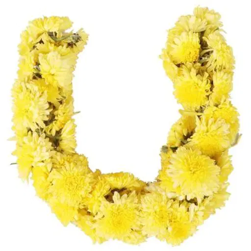 Chrysanthemums Puja Mala