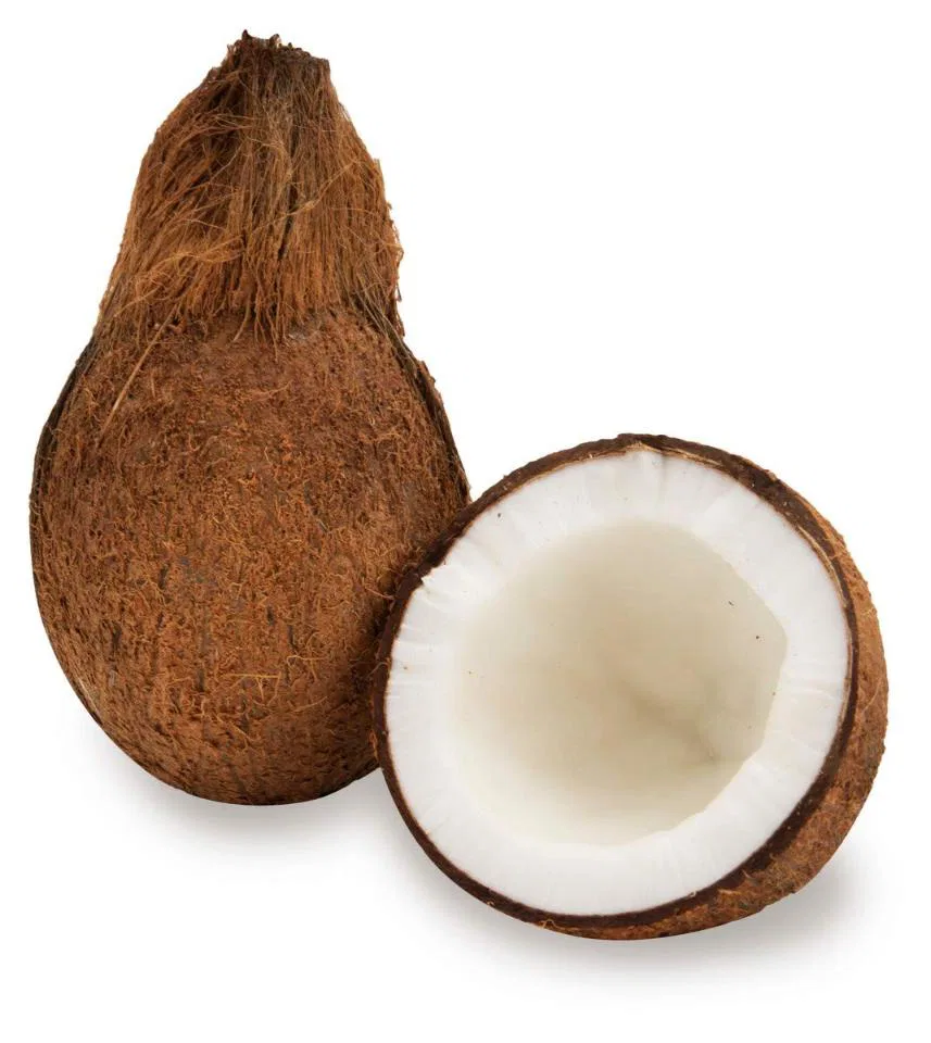 Coconut Medium