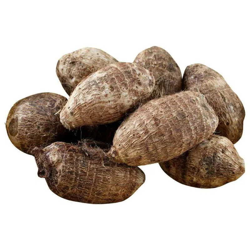 Colocasia