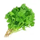 Coriander Leaves – image 1