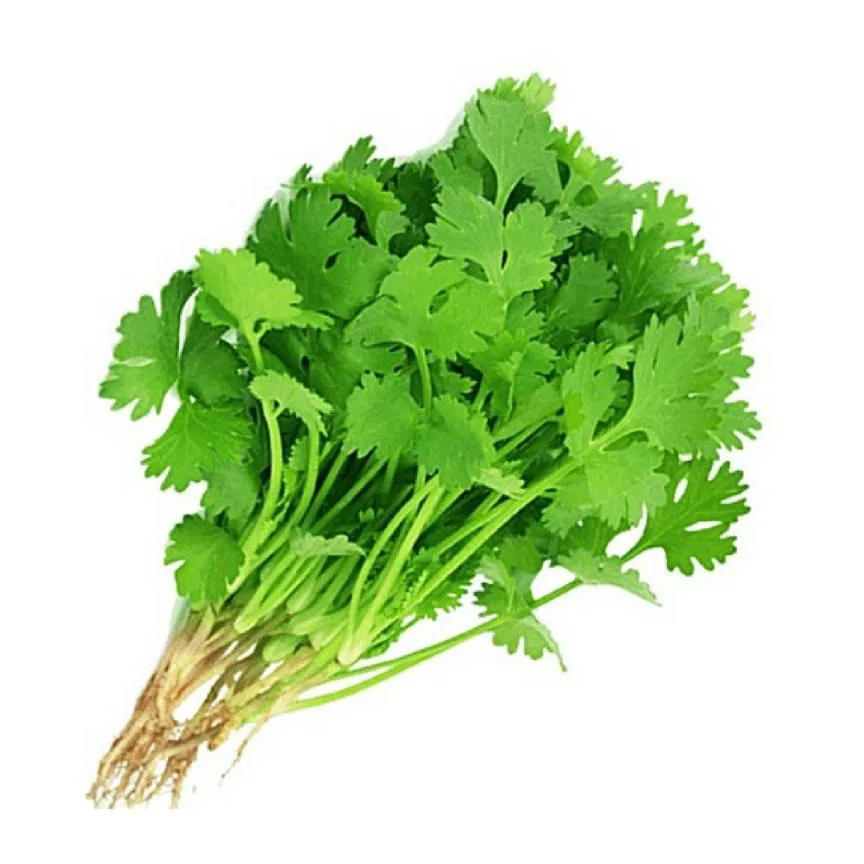 Coriander Leaves