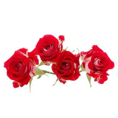 Cut Rose Flower