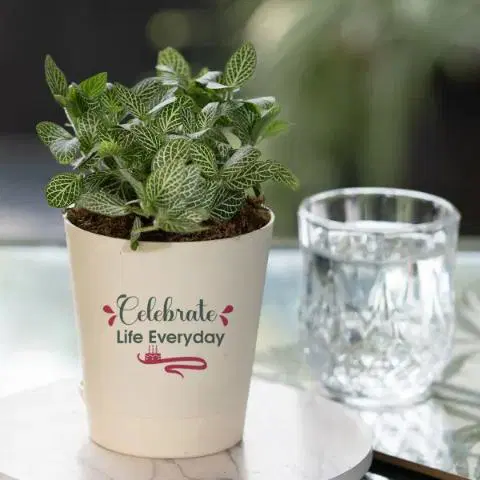 Celebrate Life Fittonia Green Plant