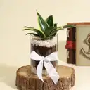 Decorative Sansevieria Snake Plant in a Glass Planter – image 1