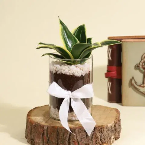Decorative Sansevieria Snake Plant in a Glass Planter