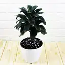 Dracaena Coffee Plant – image 1