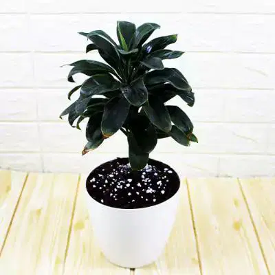 Dracaena Coffee Plant