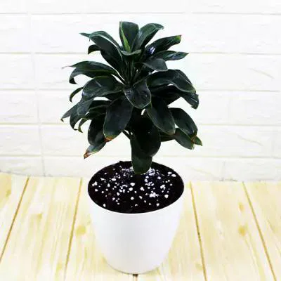 Dracaena Coffee Plant