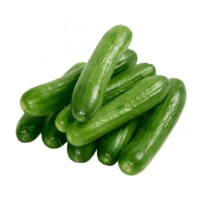English Cucumber Organically Grown