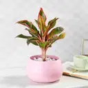 Ethereal in Pink – image 1