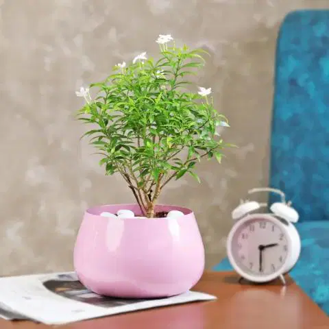 Floral Beauty Murraya Plant