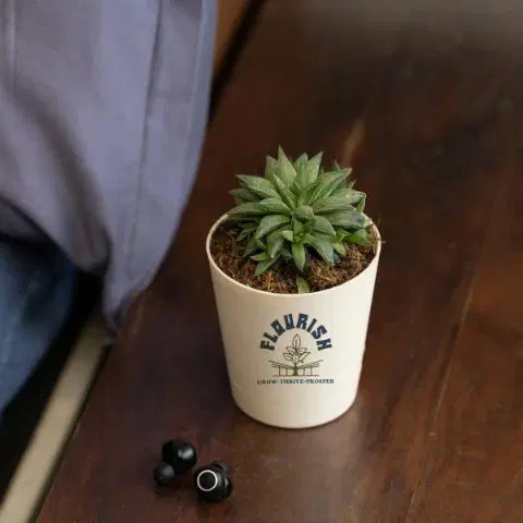 Flourish Haworthia Turgida
