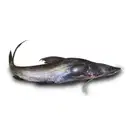 Fresho Ayre Small – image 1