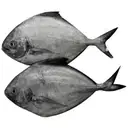 Fresho Black Pomfret Large – image 1