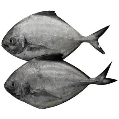 Fresho Black Pomfret Large