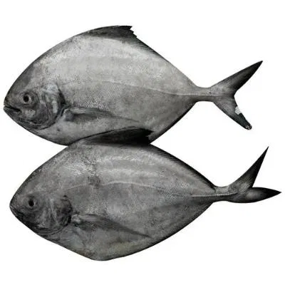 Fresho Black Pomfret Large