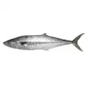 Fresho King Fish Medium Boneless – image 1