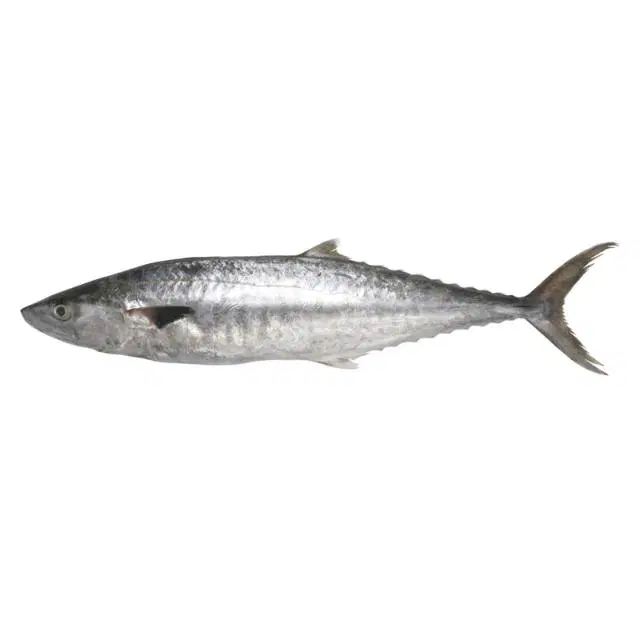 Fresho King Fish Medium Boneless