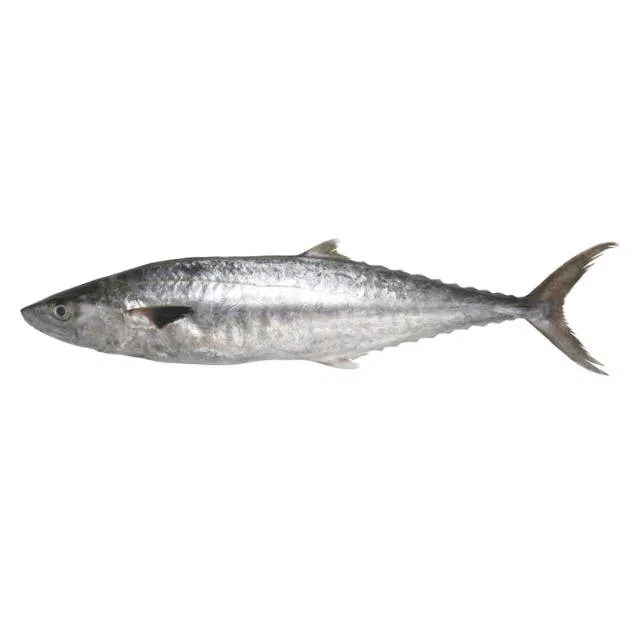 Fresho King Fish Medium Boneless