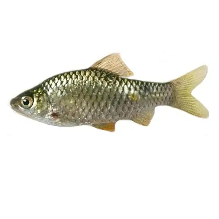 Fresho Kolkatta Saral Putti Fish