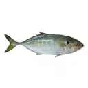 Fresho Malabar Trevally Fish Cleaned And Whole – image 1