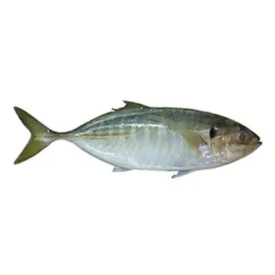 Fresho Malabar Trevally Fish Cleaned And Whole