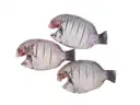 Fresho Pearl Spot Fish Whole Cleaned – image 1