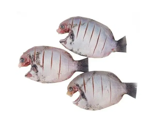 Fresho Pearl Spot Fish Whole Cleaned