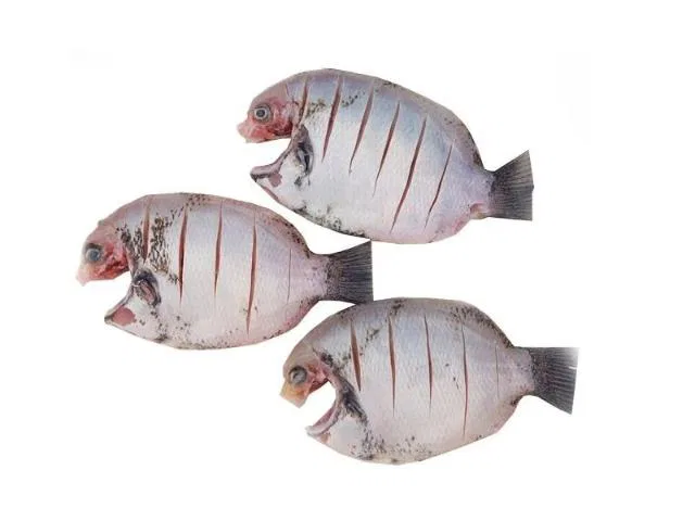 Fresho Pearl Spot Fish Whole Cleaned