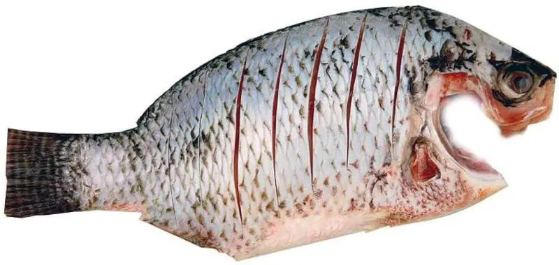 Fresho Tilapia Fish Whole Cleaned