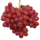 Grapes Red Globe Indian – image 1