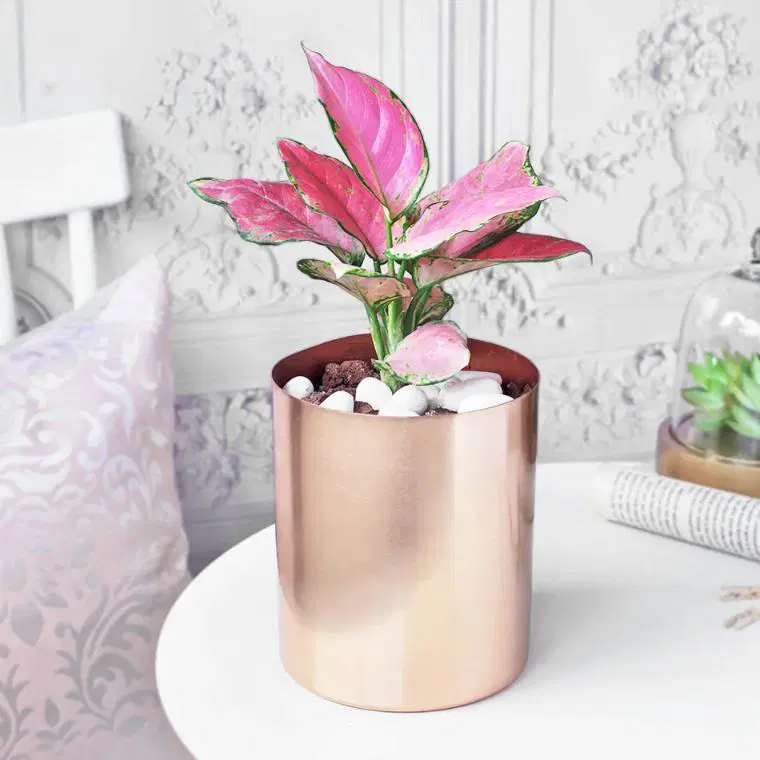 Golden Pot of Pink Luck